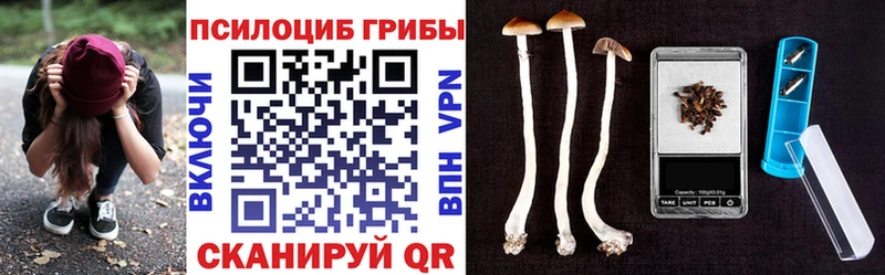 Галлюциногенные грибы Psilocybe  Шатура 